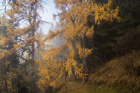 法国高山的秋冬和秋冬国家天气自动化寒冷季节农村世界各地风景树木背景图片