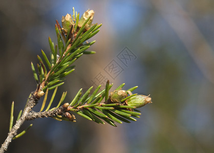 春天的松芽植物学阳光森林水平生长针叶绿色宏观植物背景图片