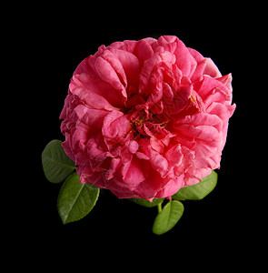 英文玫瑰婚姻礼物脆弱性花瓣篮子植物香水英语庆典纪念日背景图片