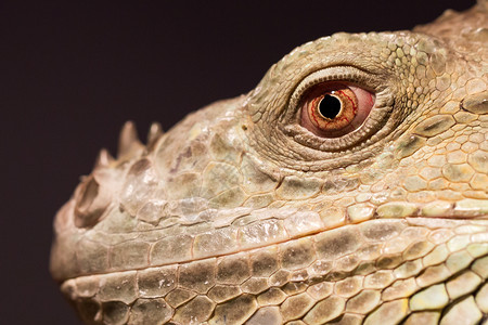 蜥蜴特写绿蜥蜴休息室的近距离特写眼睛爬虫绿色冒充爬行动物鬣蜥背景