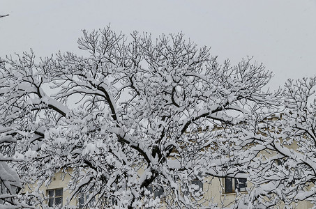 索非亚市雪清晨雪花建筑天空树木背景图片