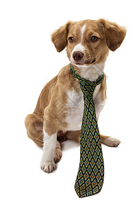 穿领带的可爱狗宠物白色主题衣服宠爱个性混种家畜警觉动物背景图片