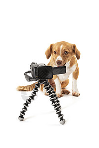 狗在看摄像机家畜行为棕色镜片白色主题宠物主人忠诚设备背景图片