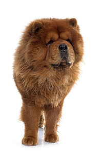 饼干条狗工作室男性棕色动物宠物松狮成人毛皮背景图片