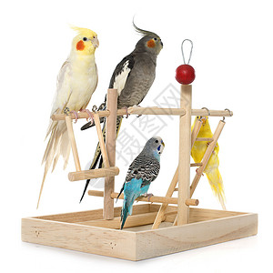 玩鹦鹉和蟑螂虎皮栖息玩具团体工作室背景图片