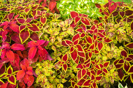 黄叶和红叶植物背景图片