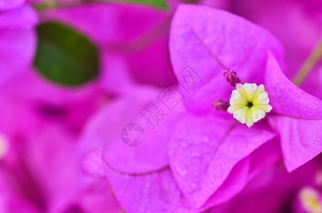 布干维尔鲜花紫色热带花瓣粉色白色红色背景图片