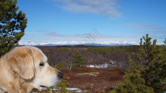 北极猎犬金金检索器宠物蓝色天空朋友背景