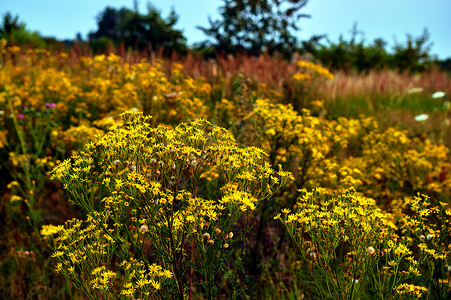 草原上的黄夏花多龙琴花束花园花瓣篮子黄色植物草地背景图片