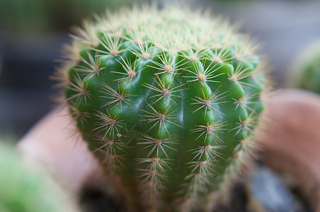 植物仙人掌植物学园艺热带多刺绿色花园植物群土壤沙漠背景图片