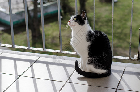 阳台的猫在阳台上的猫背景