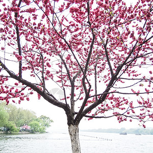 沿湖边的粉红桃花花花草地花园季节樱花植物群分支机构公园农村风景小路背景图片