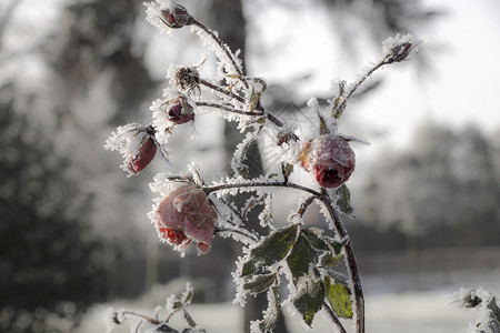 冰玫瑰粉色白色植物红色冻结背景图片