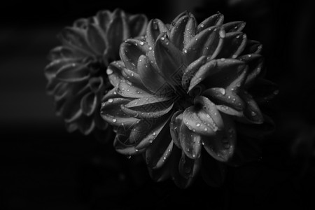 夏季大利亚黑色花瓣灰色黑与白叶子背景图片