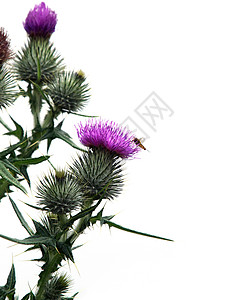 苏格兰国花蓟蓟尖刺植物背景
