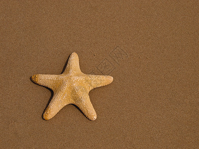 海星海滩海洋动物背景图片