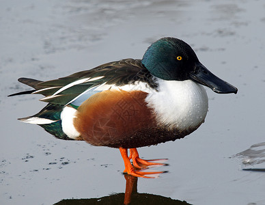 Shoveler 拖动器背景图片