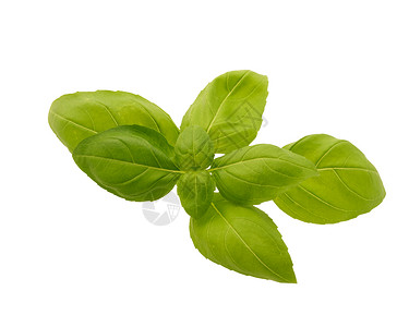 巴西尔植物树叶绿色食物背景图片