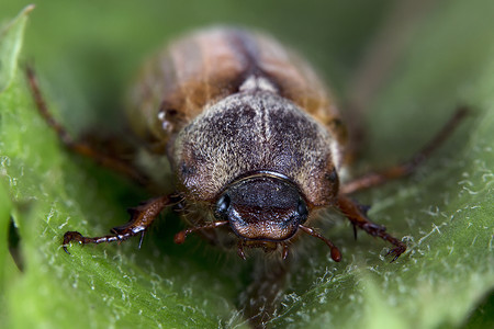 鞘翅目绿叶上的甲虫昆虫抛光总科野生动物宏观食草动物女性收藏白话背景