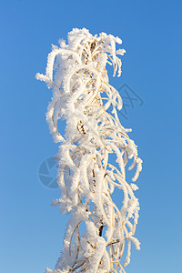 雪中覆盖的柳叶草布背景图片