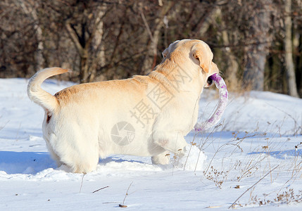 玩具猎犬苍白白色的高清图片