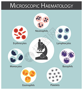 显微血液学 红细胞 红细胞 白细胞 淋巴细胞 中性粒细胞 单核细胞 嗜酸性粒细胞 嗜碱性粒细胞 血小板 血细胞系列概念和信息图表背景图片