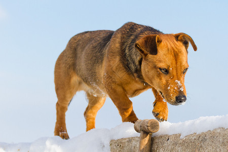 有趣的狗小狗斗牛犬衣领宠物姿势犬类动物朋友头发友谊高清图片