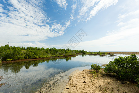 印度尼西亚红红树林和人行道景观沼泽种植园旅游车道植物爬坡森林场地棕榈农业背景图片