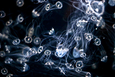 美杜莎水母鱼危险动物园海蜇情调潜艇动物异国水族馆呼吸管海洋学背景