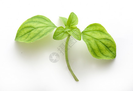出口分部门生产树叶草本植物绿色植物绿色香料食物背景图片