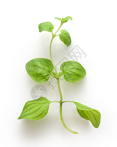 出口分部门绿色草本植物绿色植物香料生产树叶食物背景图片