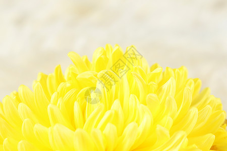 黄色菊花植物群花瓣园艺风格花束装饰背景图片