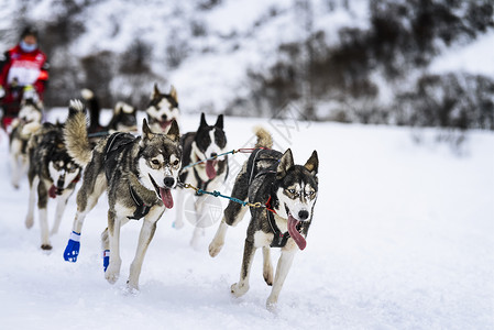 奥德赛赛速赛中的滑雪狗旅游跑步旅行宠物动物团队运动雪橇竞赛男人背景
