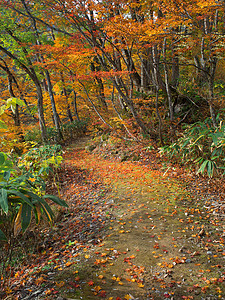 秋天秋天花园小径背景图片
