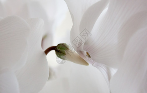 兰花植物白花背景图片
