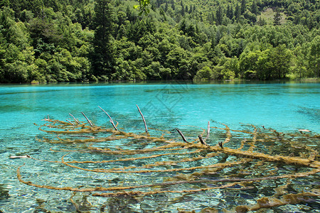 吉佩湖亚洲绿色的高清图片