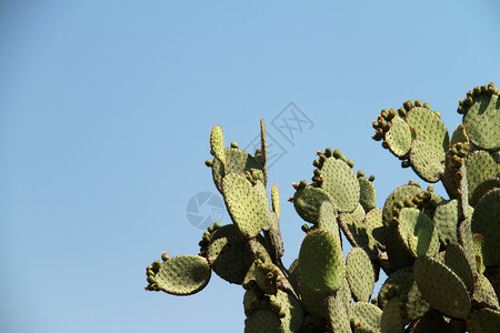 Opuntia 仙人掌环境植物绿色水平荒野旅游蓝色天空沙漠背景图片