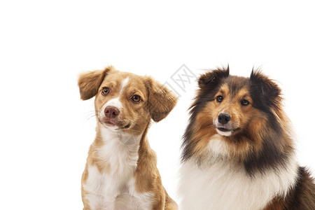 两条狗的肖像背景图片