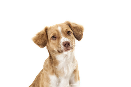 狗狗肖像主题宠爱混种水平哺乳动物动物行为忠诚个性白色背景图片