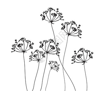Fennel 花朵药品草本植物香料插图草本工作室背景图片