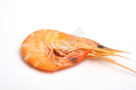 热带虾动物甲壳海洋海鲜甲壳纲食物美味背景图片
