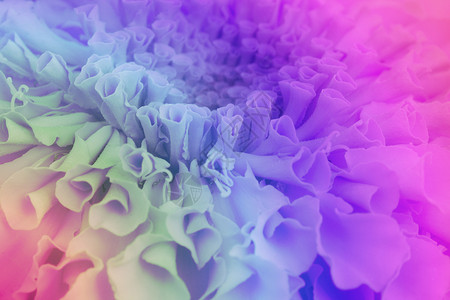 花朵样式流程图花的颜色背景 以照片填入老样样式效果郁金香淋浴美丽粉色白色植物粉红色花朵蓝色植物群背景