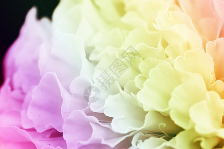 花的颜色背景 以照片填入老样样式效果粉色白色花朵蓝色植物群淋浴植物情绪粉红色郁金香背景图片