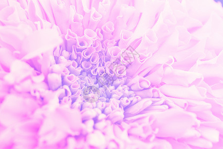 花朵样式流程图花的颜色背景 以照片填入老样样式效果植物群情绪植物白色粉红色郁金香美丽花朵粉色淋浴背景