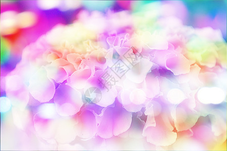 花的颜色背景 以照片填入老样样式效果蓝色植物群淋浴粉色植物白色花朵美丽情绪郁金香背景图片