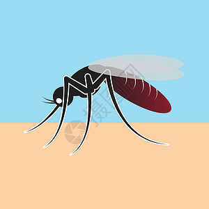 五岳寨吸吸血液的蚊子插画