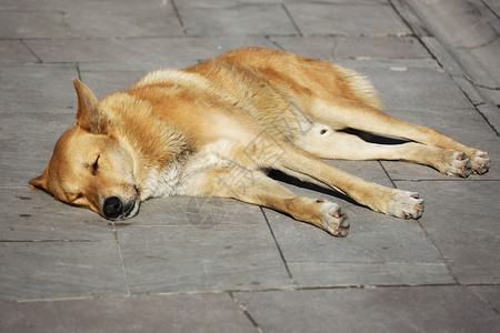 狗睡在人行道上睡眠动物太阳背景图片