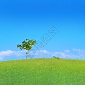 绿地中的树草地生态植物叶子橡木地平线天气季节国家牧场背景图片