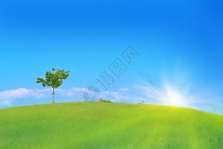 绿地中的树蓝色植物力量季节牧场天空环境木头地平线阳光背景图片