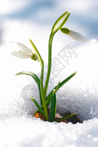 春雪花花宏观生活季节植物森林生长叶子草地团体花园背景图片